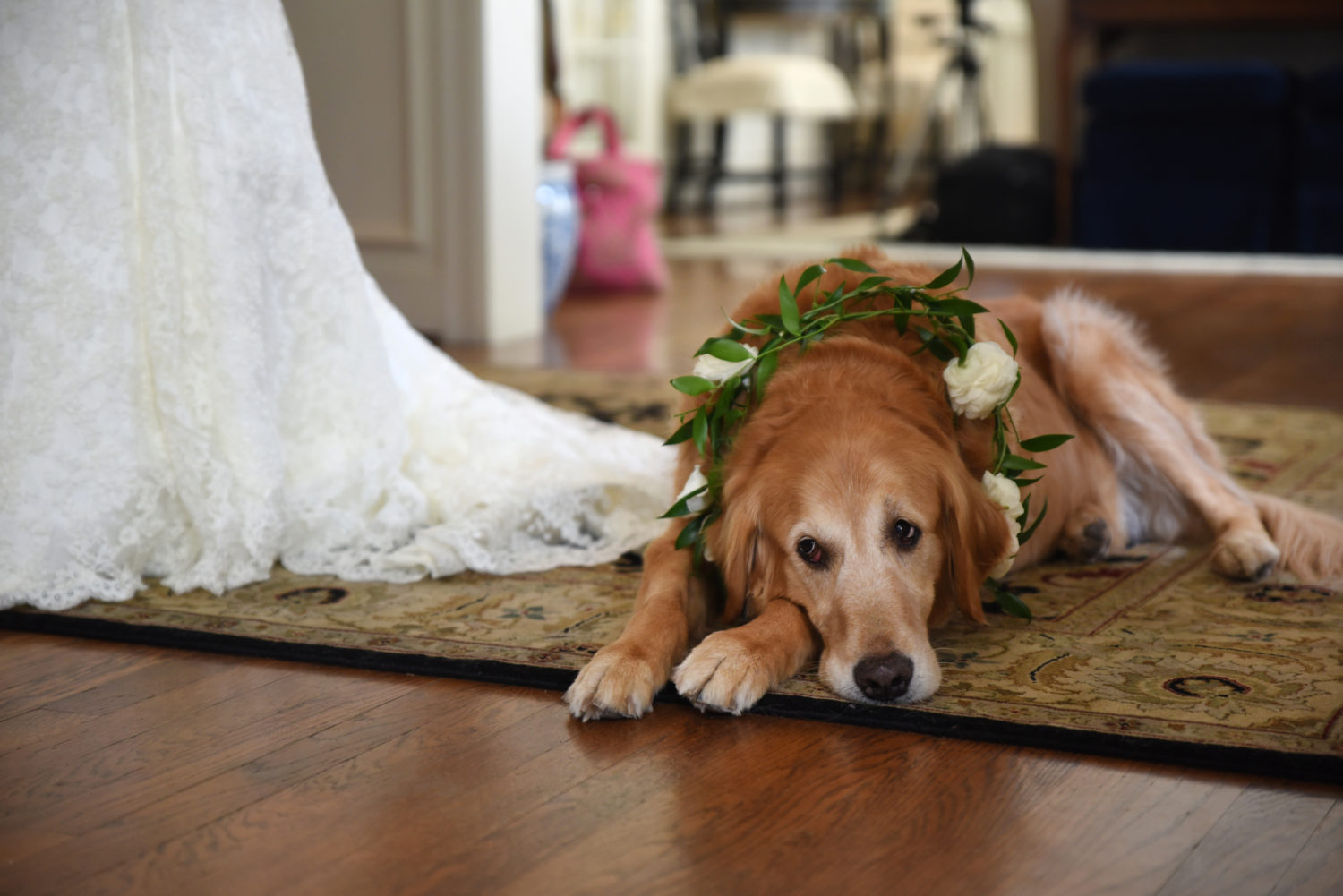 decorated wedding dog